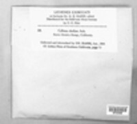 Image of Collema cheileum
